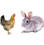 適合鴿子、禽類