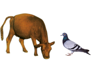 適合鳥類、幼崽